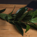 Faux Bay Leaf Spray - Furnishing Horizon