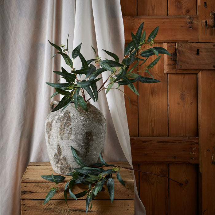 Blue Gum Eucalyptus Branch